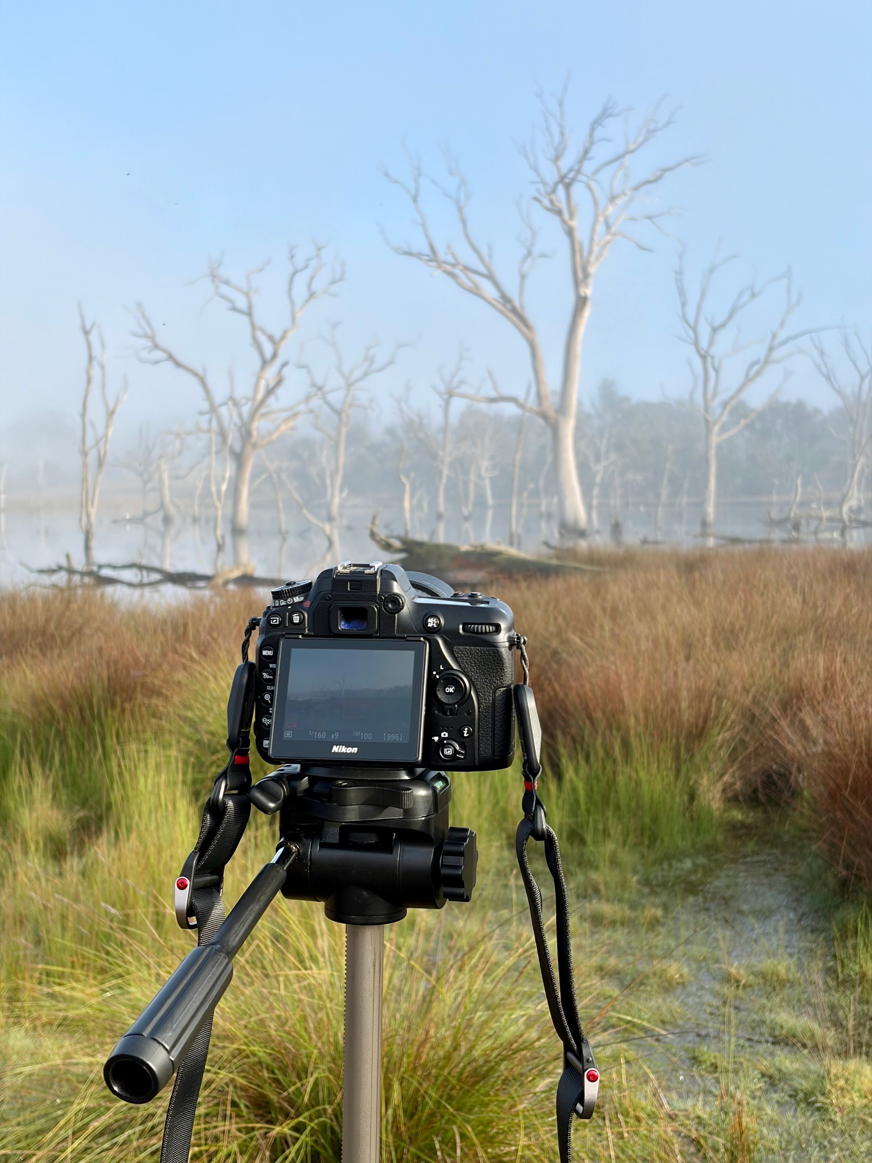 Trevor's camera on a tripod, framing a misty wetland at sunrise.